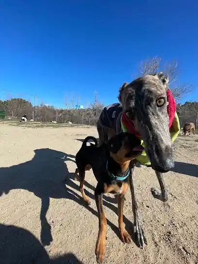 MarinoCanis