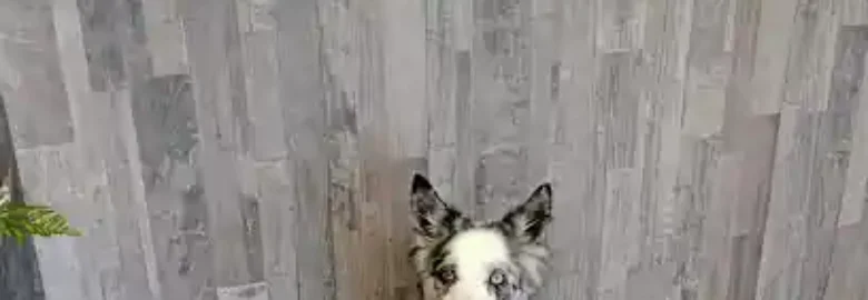 Más que pelos