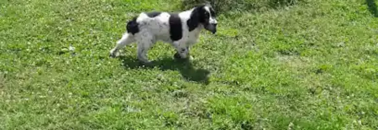 Mascocamping Residencia Canina