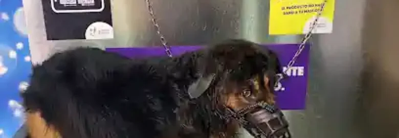 Mascota Limpia