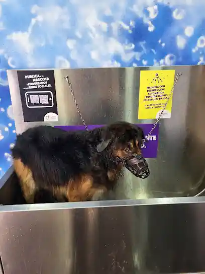 Mascota Limpia