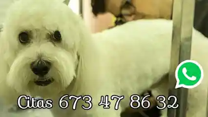 Mascota peluqueria y estilismo canino