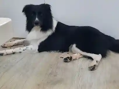 Massai Dogs