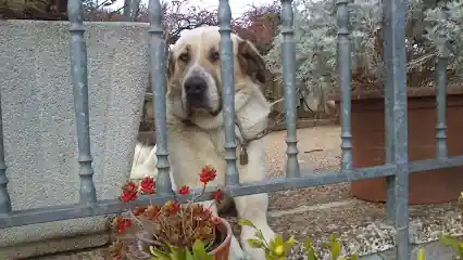 Mastín Leonés – Español
