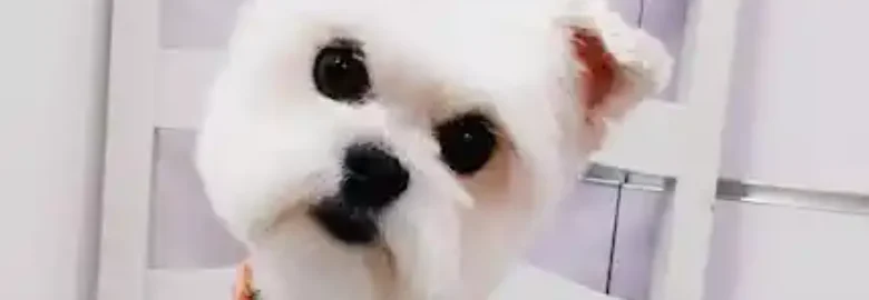 Mhöki peluquería canina