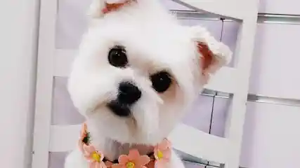 Mhöki peluquería canina