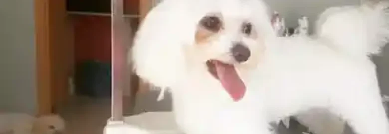 Milunets Peluquería Canina