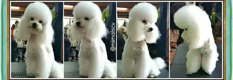 Mima’ls Perruqueria Canina y Clínica Veterinària