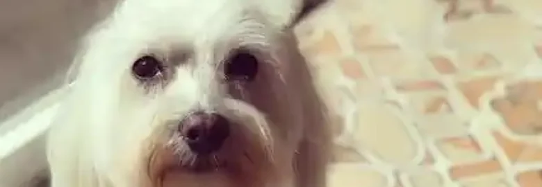 Mimats Perruqueria Canina