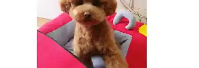Mimopets Peluquería Canina y Spa (Ozonoterapia)