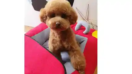 Mimopets Peluquería Canina y Spa (Ozonoterapia)