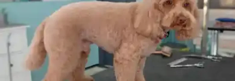 Mis Peludos