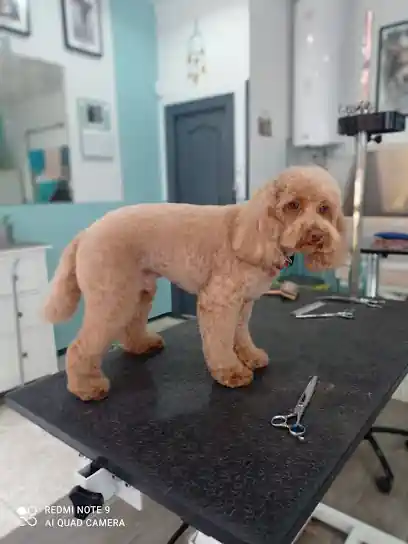 Mis Peludos