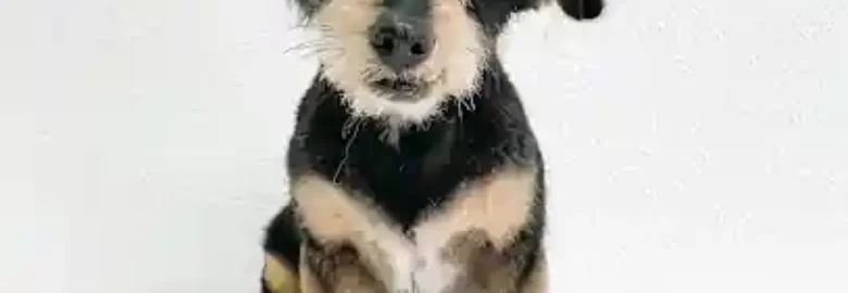 Mono Peluquería Canina