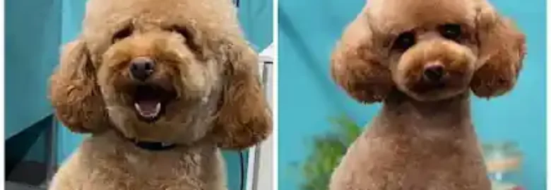 Mr. Dog