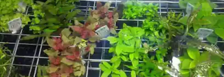 Mundi Fauna