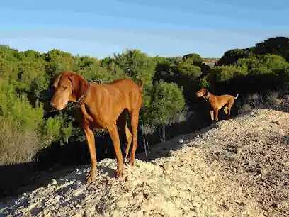 My Happy dogs