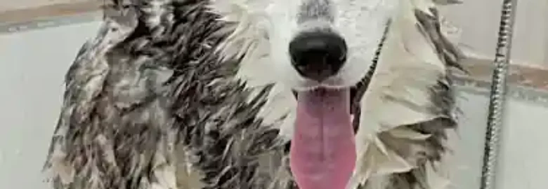 NUCS Peluquería Canina