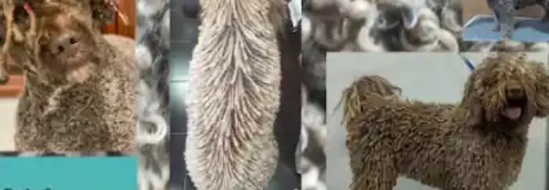Namaspet