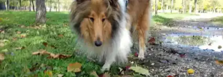 Nino & Sebas Técnico en Educación Canina y Modificación de Conducta