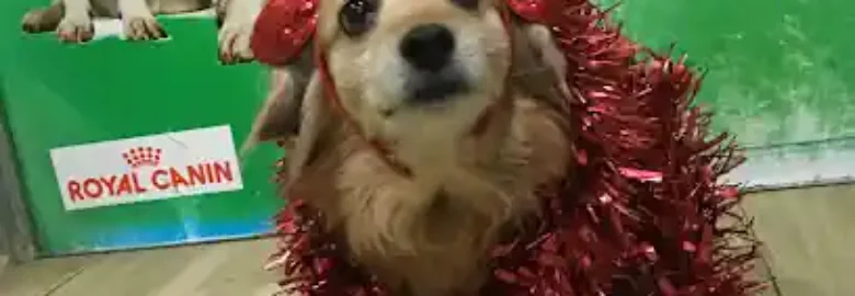O Camiño Residencia De Mascotas