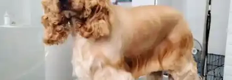 OH MY DOG`S Peluquería Canina