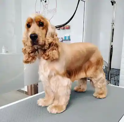 OH MY DOG`S Peluquería Canina