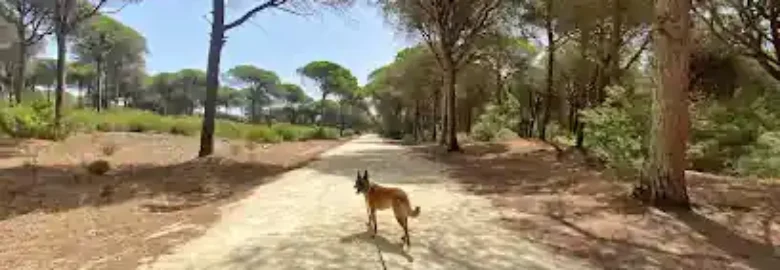 Offside Dogs – Professional Dog Training in Málaga