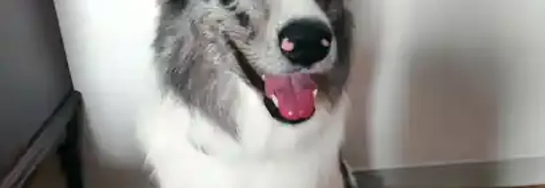 Oh My Dog !
