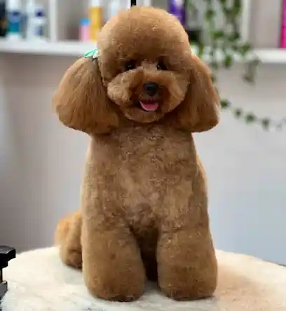 Oh! My Dog