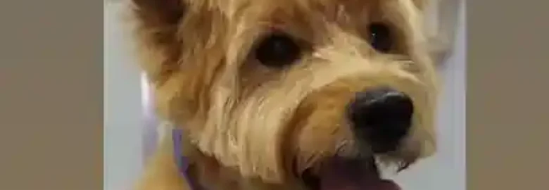 Oh que perro