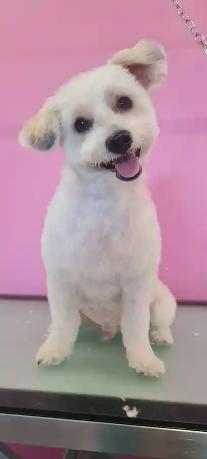 Ohana Dog peluquería canina de bajo estrés