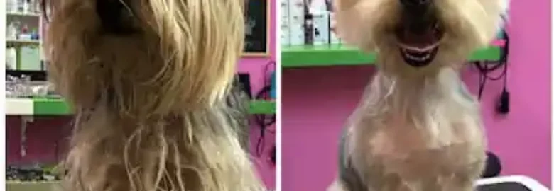 PELUQUERIA CANINA MARTA
