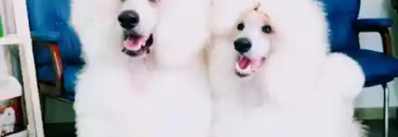 PELUQUERÍA CANINA ÓSCARGROOMER