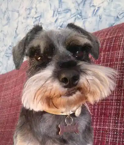 PELUQUERIA CANINA PELUDIKOS