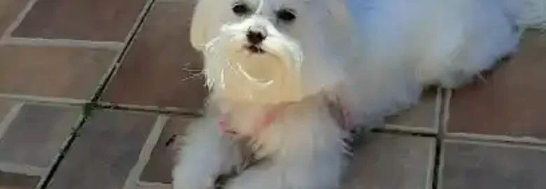 PELUQUERÍA CANINA ZOOKINTO