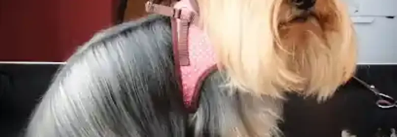 PEQUES PELUQUERIA CANINA