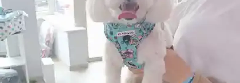 PET-ROS PELUQUERIA CANINA