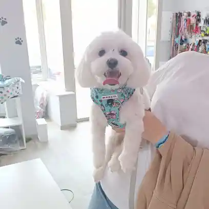 PET-ROS PELUQUERIA CANINA