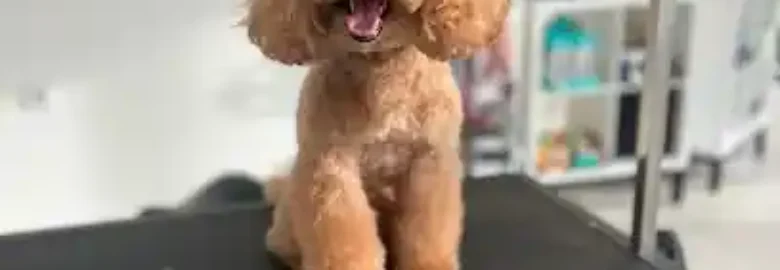 PLDS Peludos
