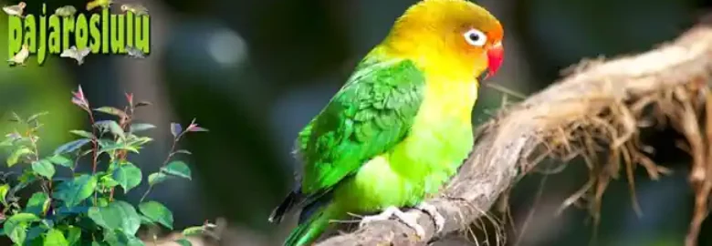 PajarosLulu