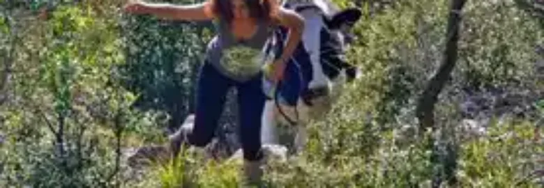 Paseo a tu Perro