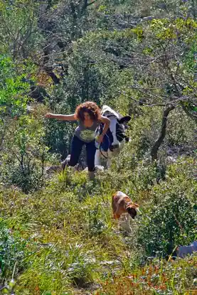 Paseo a tu Perro_tfxF