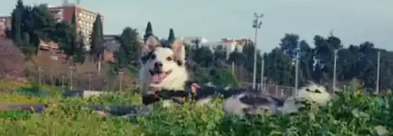 Paseo y Guardería de Perros y Gatos