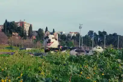 Paseo y Guardería de Perros y Gatos