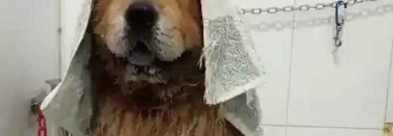 Patas Con Estilo
