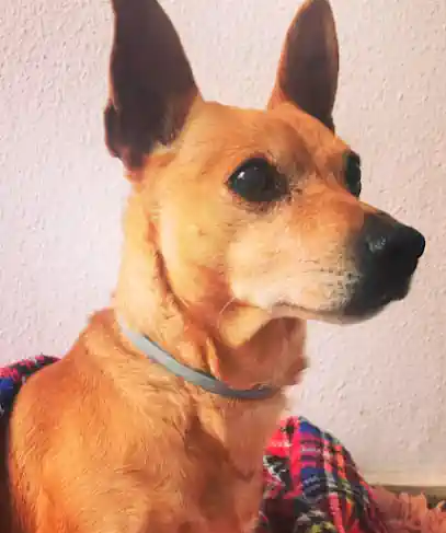 Patitas Palace_lsdu