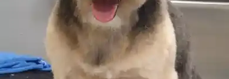 Patitas Palma
