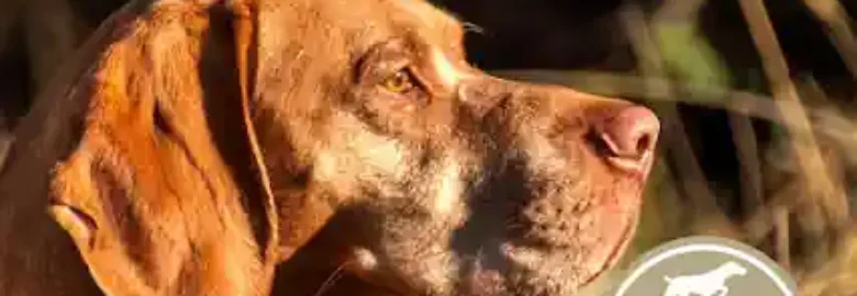 Patrón y Muestra