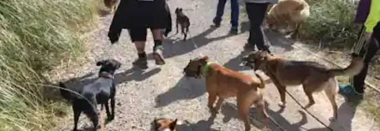 Patucas Cantabria educacion canina